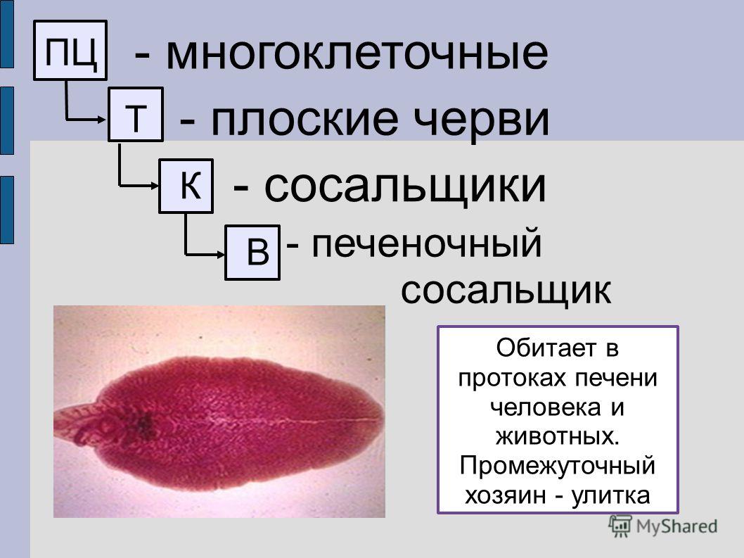 Как зайти на кракен через тор