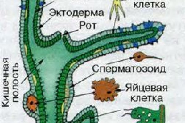 Kraken актуальное