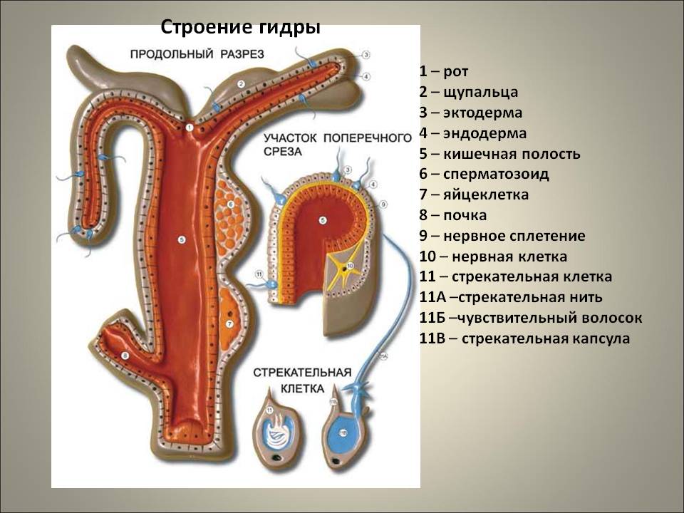 Кракен нарк