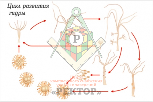 Ссылка кракен